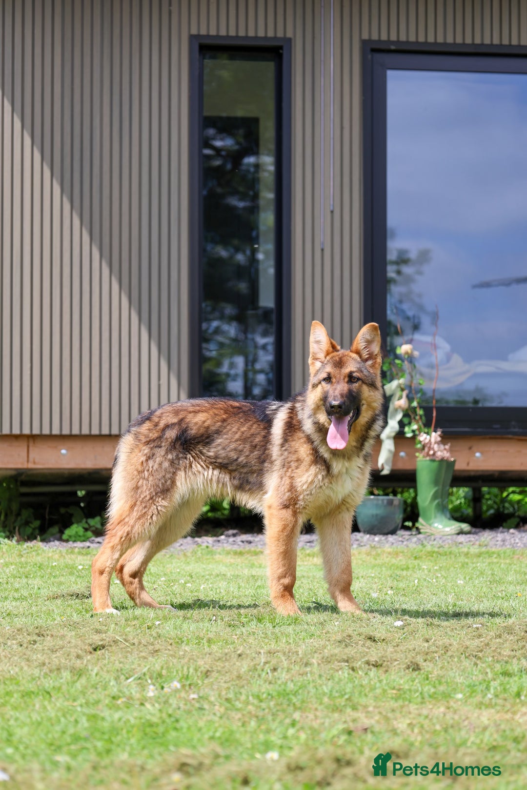 German Shepherd dogs for sale: ❤️KC health tested unique gsd babies 🩷 - Image 21