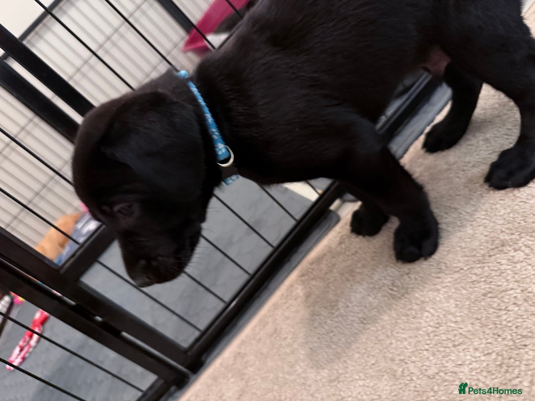 Labrador Retriever dogs for sale: Black/fox Labrador kc with 5 wks free insurance  - Image 22