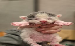 Bengal cats for sale: Blue and White Bengal cross Kittens  - Image 4