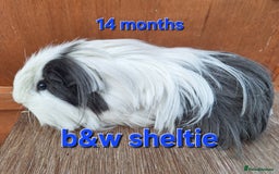 Guinea Pig rodents for sale: Baby sheltie and texel Guinea pig boys in Saltburn-by-the-Sea - Image 9