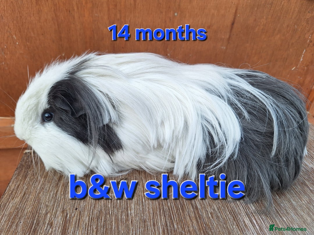 Guinea Pig rodents for sale: Baby sheltie and texel Guinea pig boys in Saltburn-by-the-Sea - Image 9