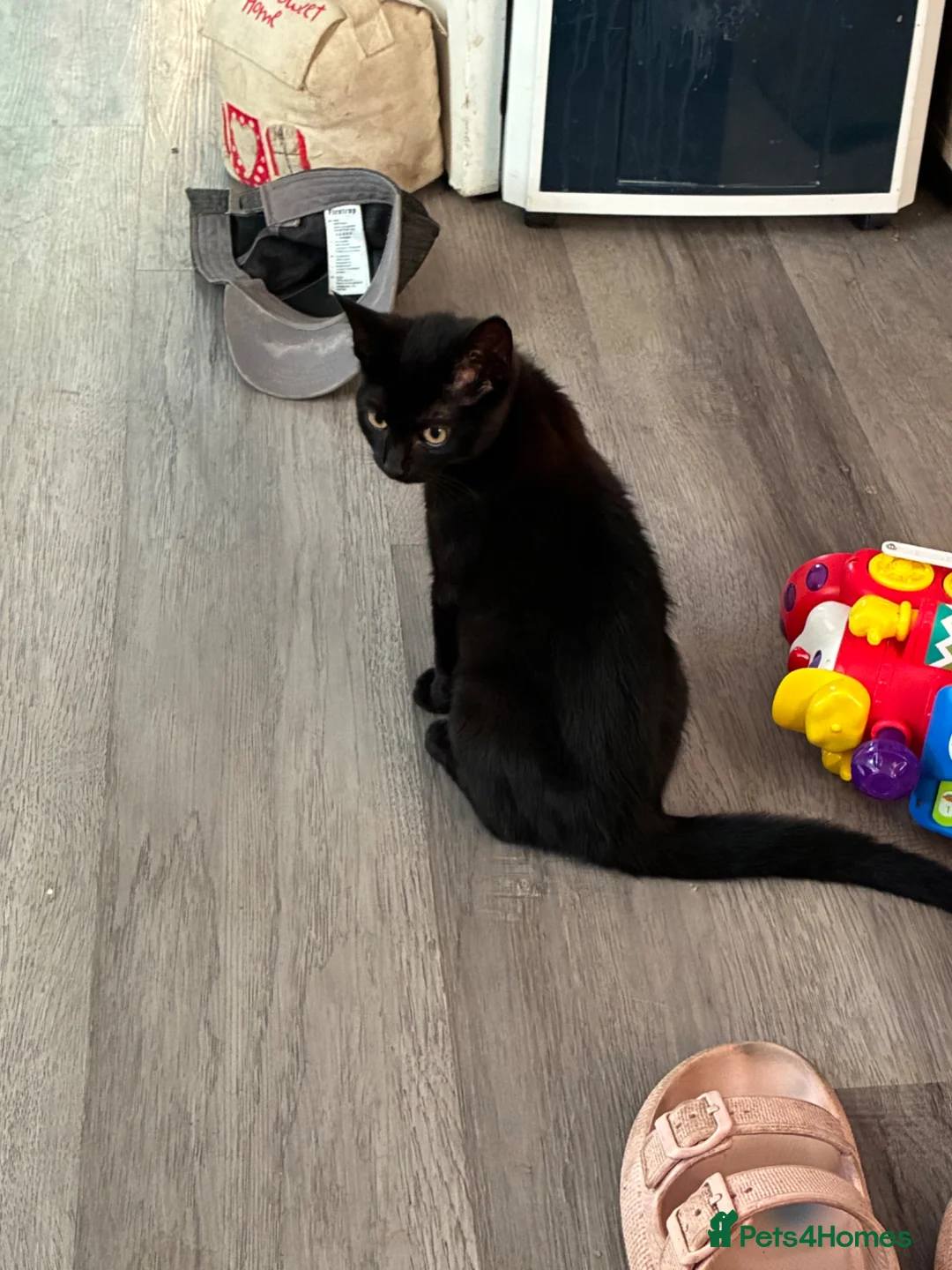 British Shorthair cats for sale: Black kitten  - Advert 1