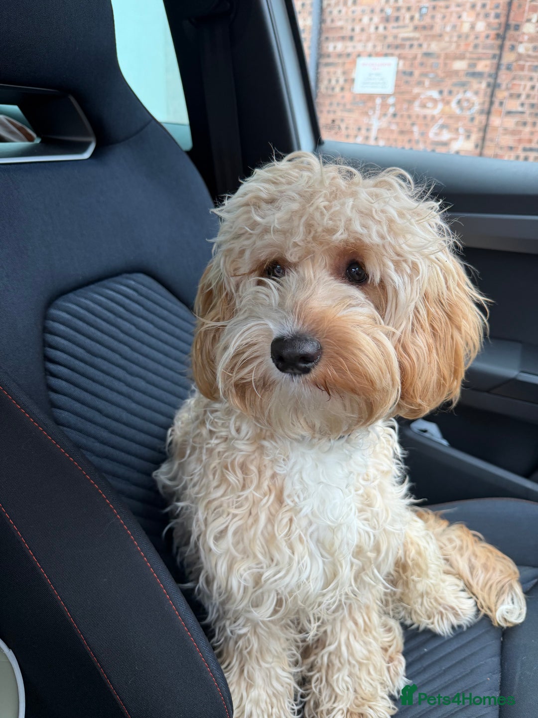 Cockapoo dogs for sale: Cockapoo  - Advert 4