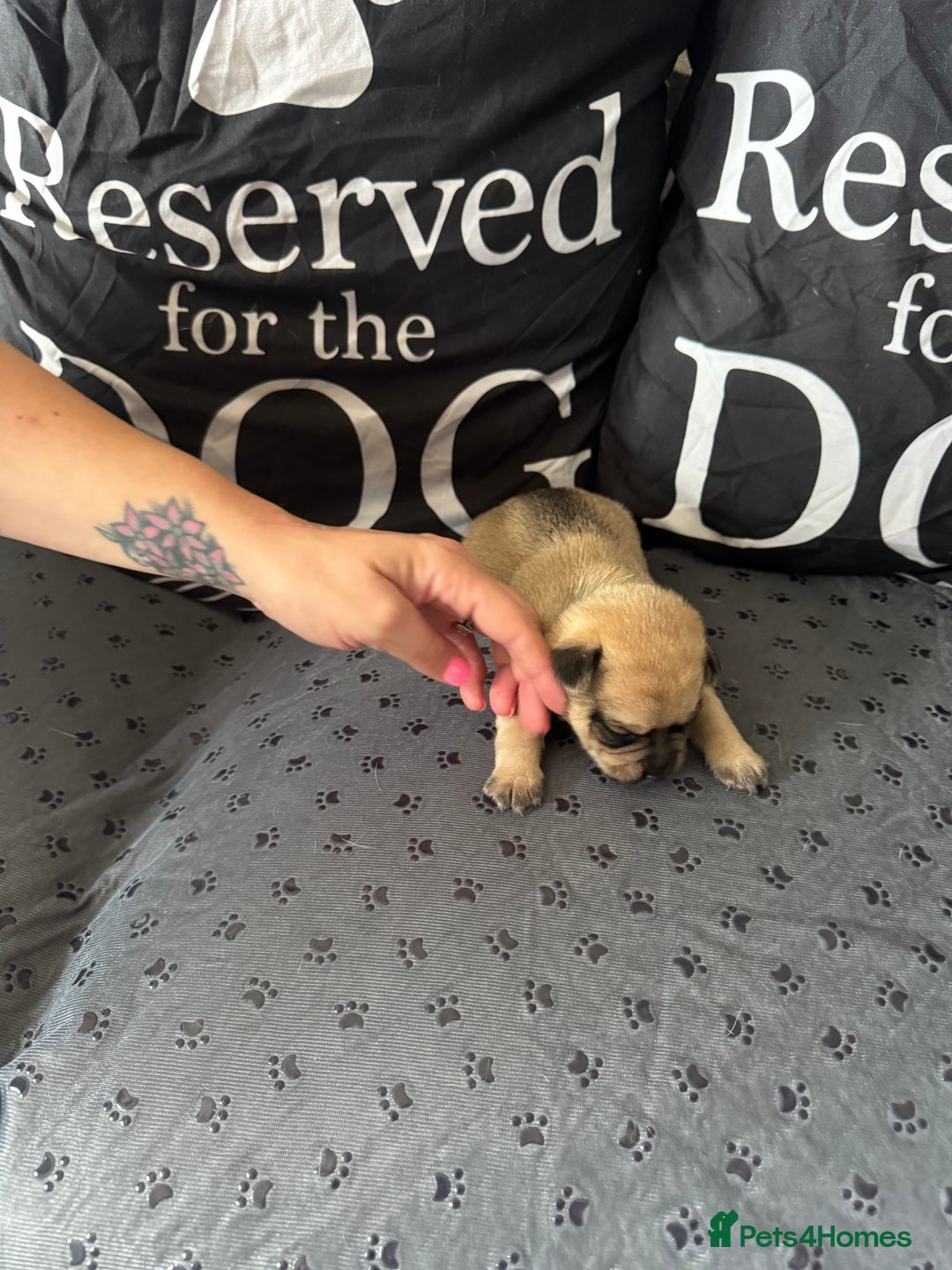 Mixed Breed dogs for sale: French Bulldog cross Manchester Terrier  - Image 6