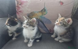 Mixed Breed cats for sale: 5 beautiful kittens 4 female 1 male - Image 9