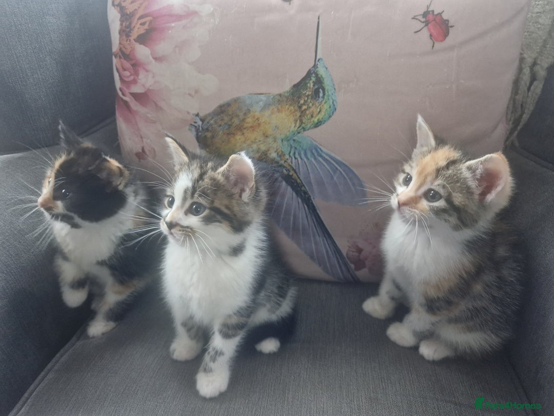 Mixed Breed cats for sale: 5 beautiful kittens 4 female 1 male - Image 9