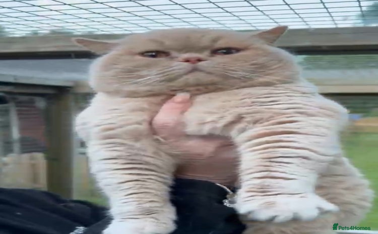 British Shorthair cats - Advert 9