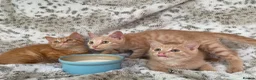 Mixed Breed cats for sale: Fluffy cream ginger girls  mixed with BSH kittens  - Advert 1