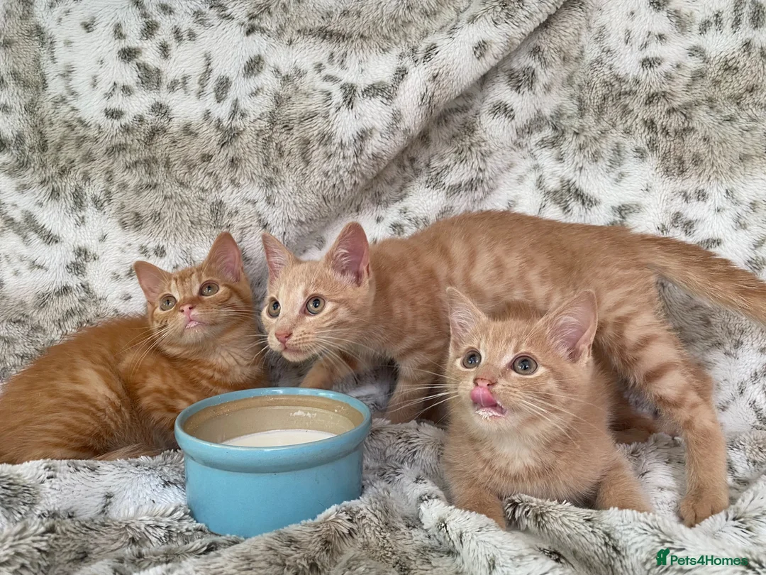 Mixed Breed cats for sale: Fluffy cream ginger girls  mixed with BSH kittens  - Advert 1