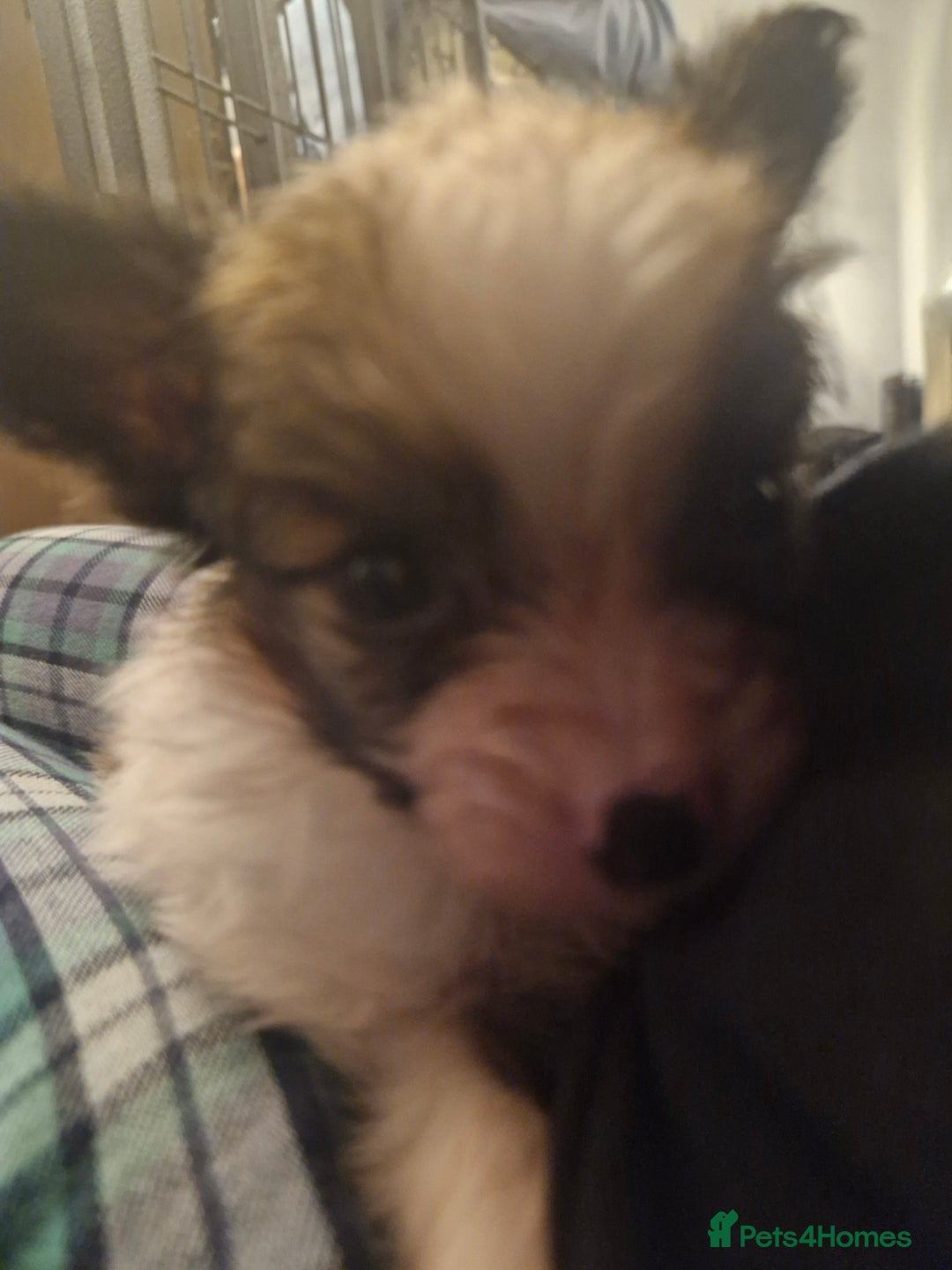Papillon dogs for sale: KC Papillon. DNA health tested parents - Image 10