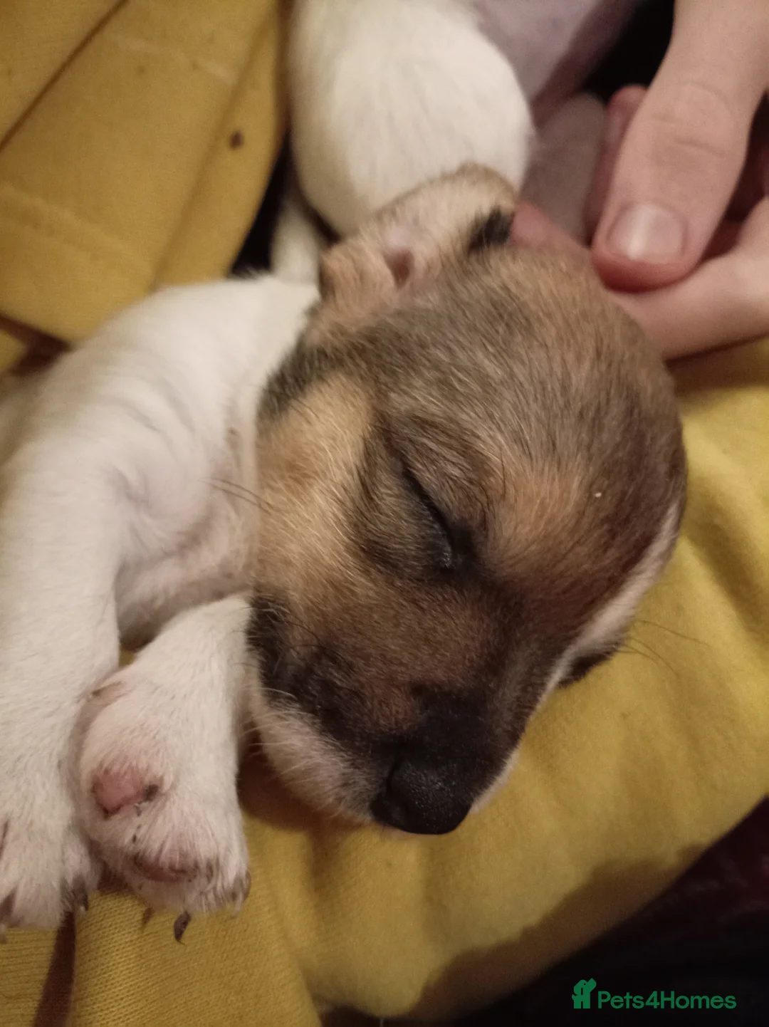 Jack Russell dogs for sale: Jack Russell puppies for sale  - Advert 17