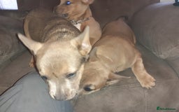 Mixed Breed dogs for sale: French bulldog X - Image 8