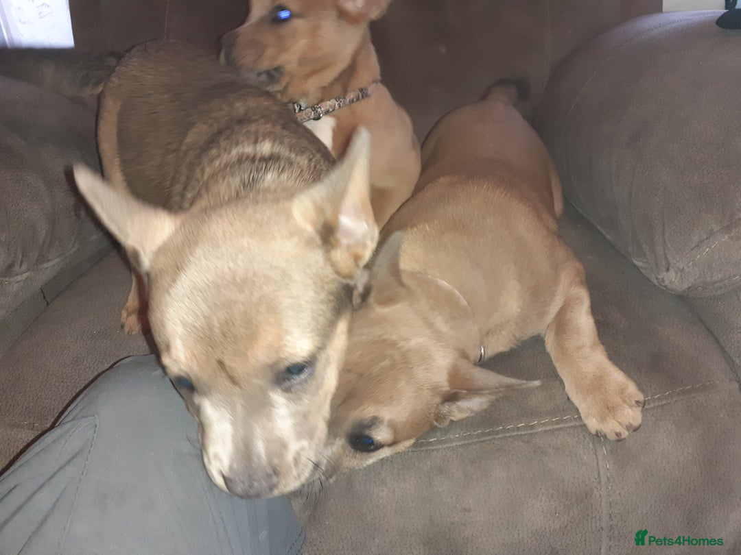 Mixed Breed dogs for sale: French bulldog X - Image 8