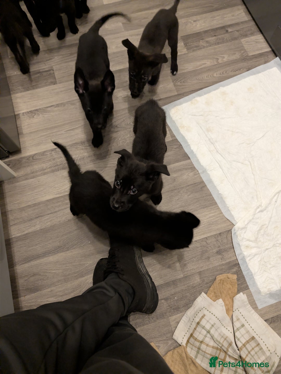 Mixed Breed dogs for sale: German shepherd X cane corso pups for sale  - Advert 11