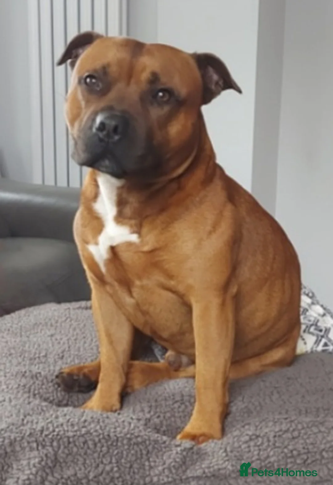 Staffordshire Bull Terrier dogs for stud: Red Staffordshire Bull Terrier Stud in Wolverhampton - Advert 10