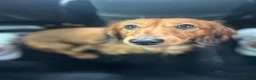 Miniature Dachshund dogs for sale: Miniature dachshund-Adult - Advert 11