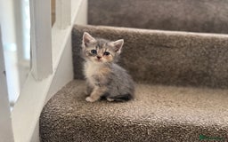 Persian cats for sale: Stunning half Exotic Persian kittens for sale.  - Image 3