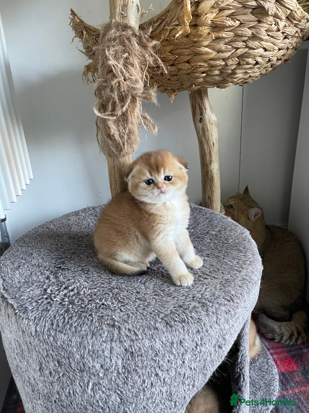 Scottish Fold cats for sale: LUXURY GOLDEN CHINCHILLA  SCOTTISH FOLD KITTENS - Advert 8