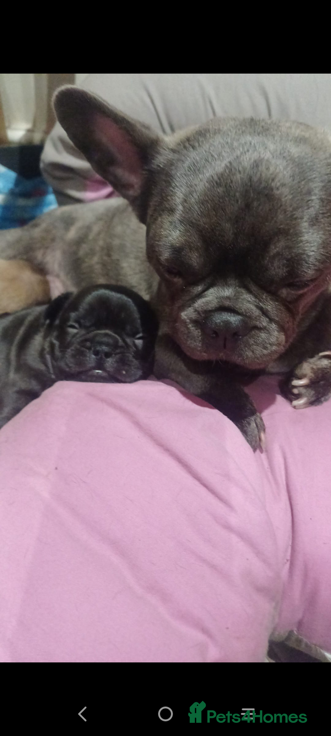 French Bulldog dogs for sale: 🔥 French bulldog 🔥 Black male - Image 8