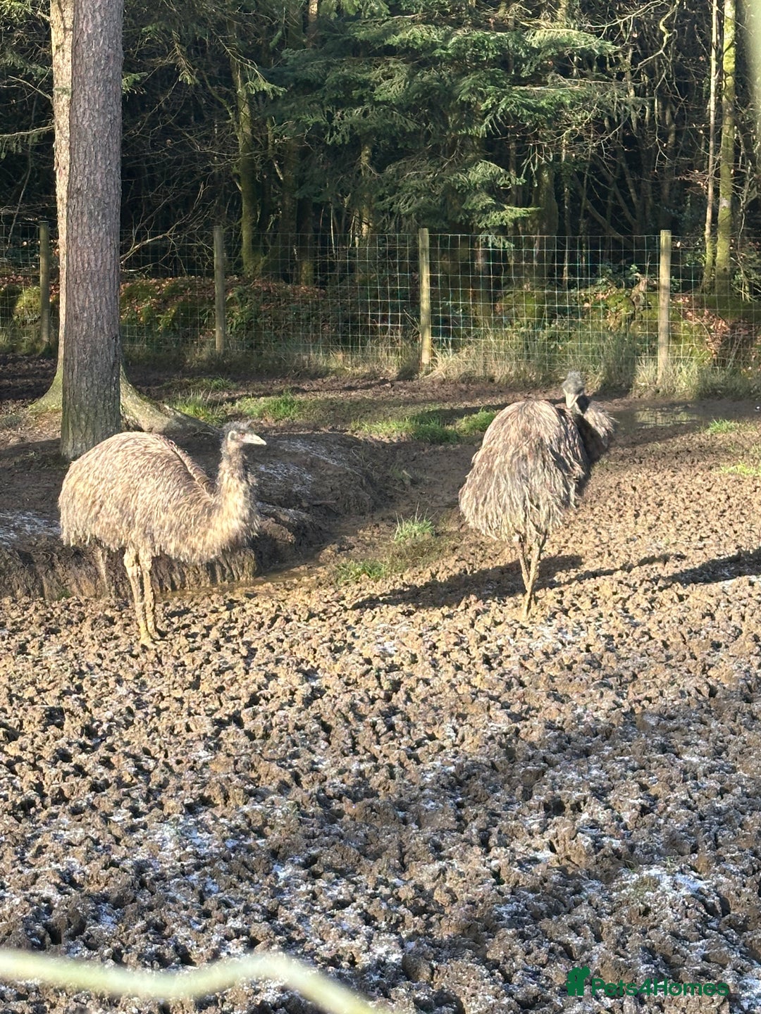 Emus poultry for sale: 6 emus for sale  - Advert 4