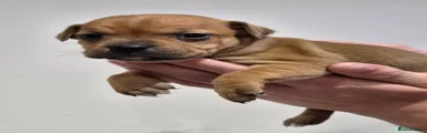 Staffordshire Bull Terrier 5