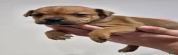 Staffordshire Bull Terrier dogs for sale: Red Staffordshire bull terrier puppies for sale - Advert 4