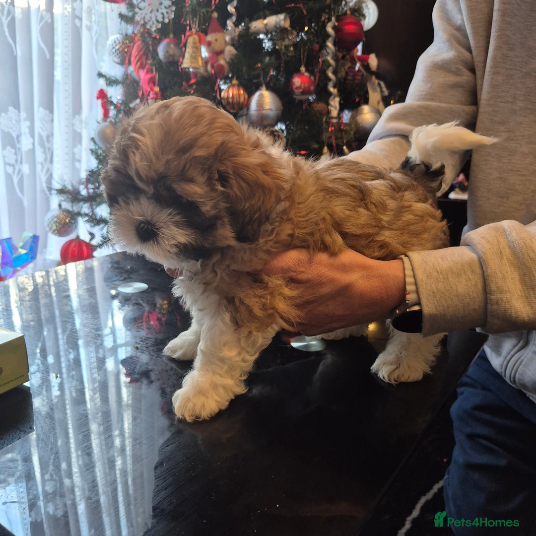 Mixed Breed dogs for sale: Lhasa shon× Shitzu - Advert 2