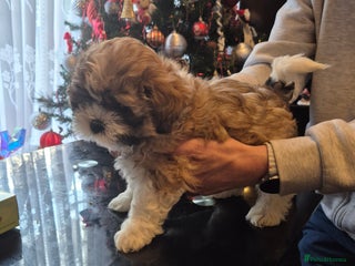 Mixed Breed dogs Lhasa shon× Shitzu - Advert 16