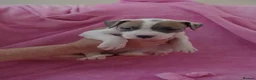 American Bulldog dogs for sale: Outstanding Merle American Bulldogs - Advert 17