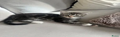 Domestic Shorthair 1