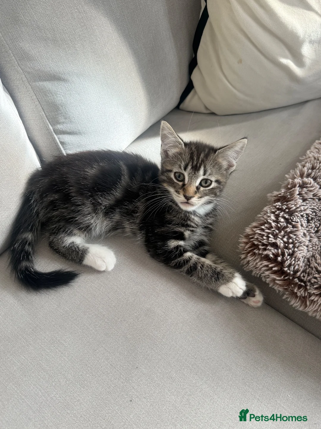 Domestic Shorthair cats for sale: Kitten for sale  in Birmingham - Advert 2
