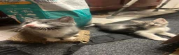 Domestic Shorthair cats for sale: 4 Gorgeous Kittens-READY NOW - Advert 10