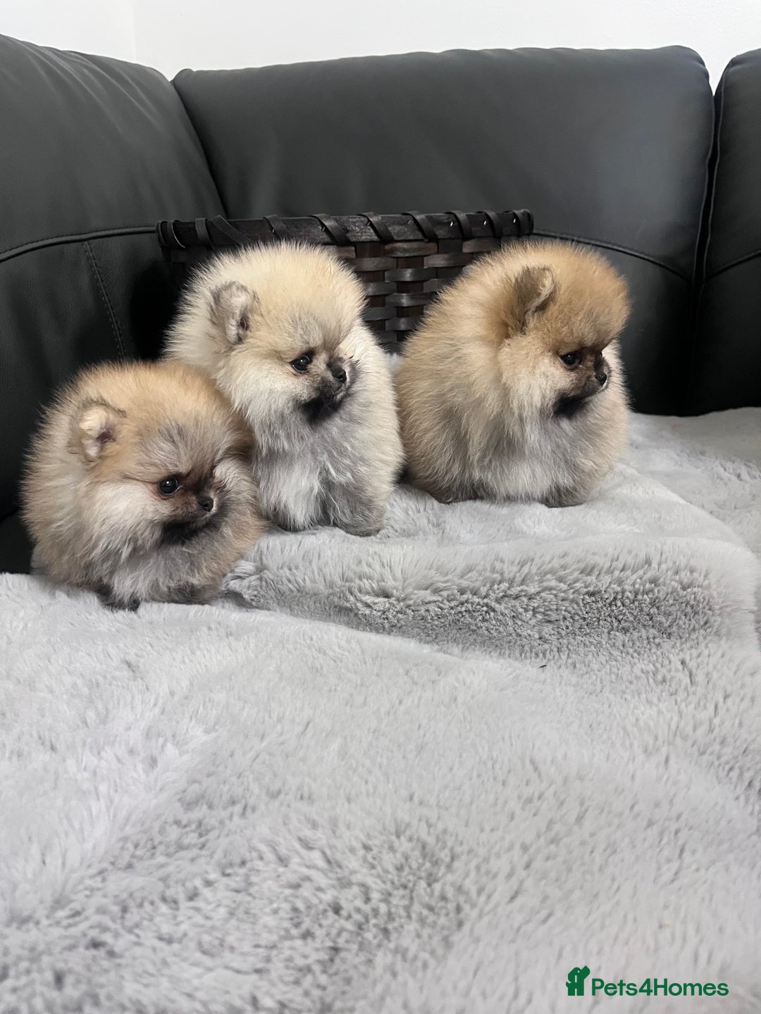 Pomeranian dogs for sale: 🔥Stunning 🐻Real Teddy Face🏆Quality  - Advert 14