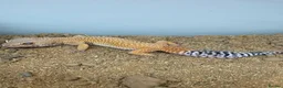 Gecko reptiles for sale: Crested Geckos  - Advert 8