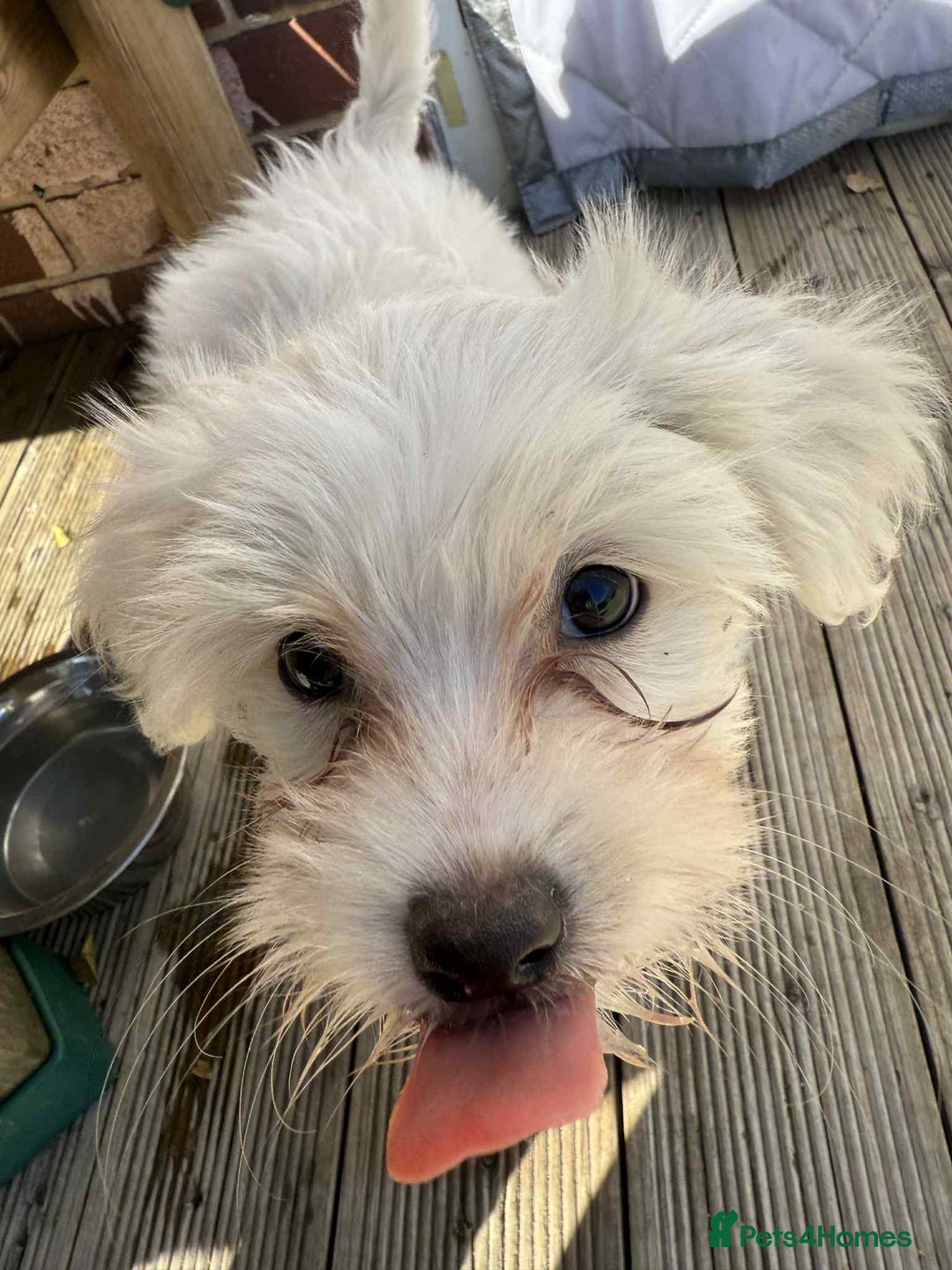 Chinese Crested dogs for sale: Chinease crested powder puff  - Image 12