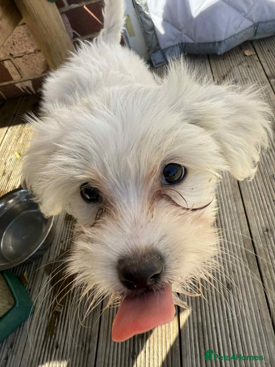 Chinese Crested dogs for sale: Chinease crested powder puff  - Advert 12