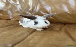 Mini Lop rabbits for sale: lop Bunny for sale  - Advert 1