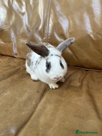 Mini Lop rabbits lop Bunny for sale - Advert 4