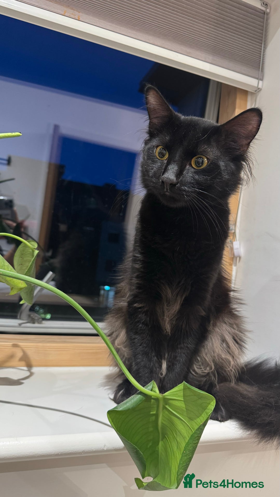 RagaMuffin cats for sale: Looking for a new home  - Image 4