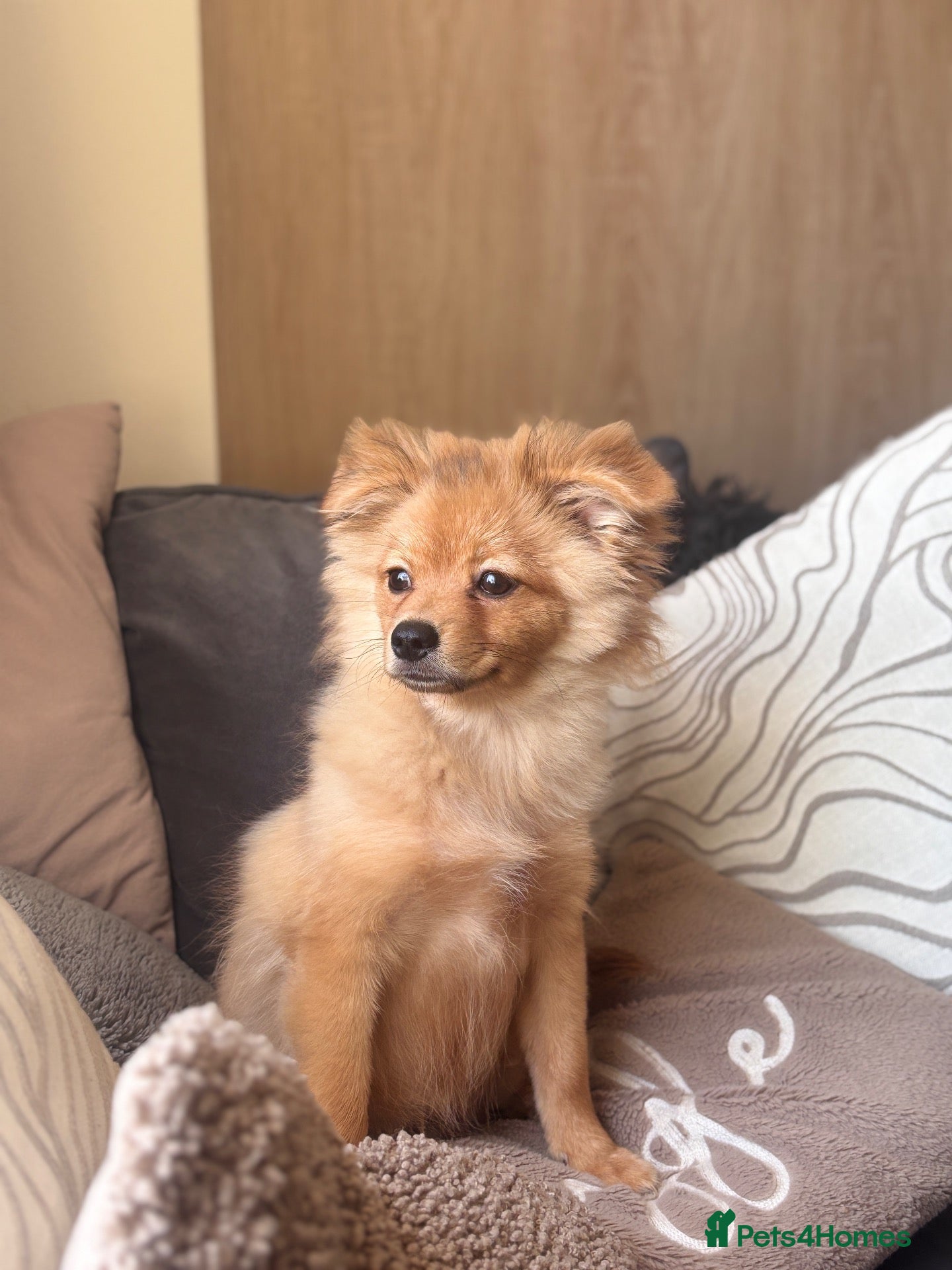 Pomchi dogs Pomchi Charlie 🐾 - Advert 1