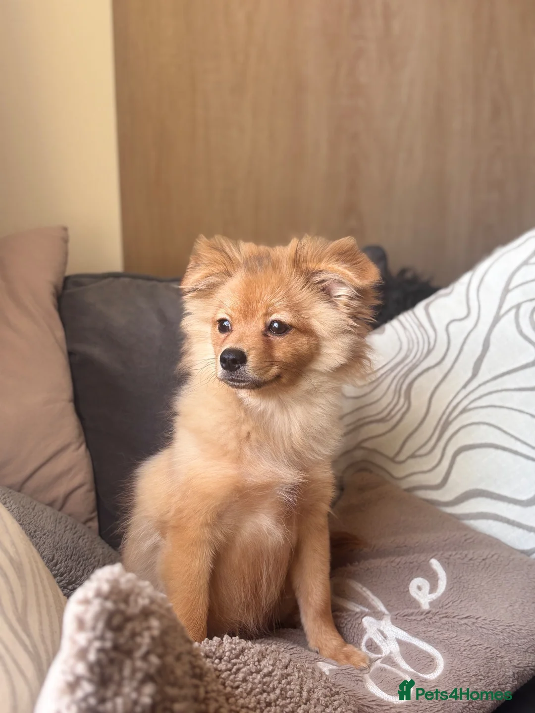 Pomchi dogs for sale: Pomchi Charlie 🐾 - Advert 1