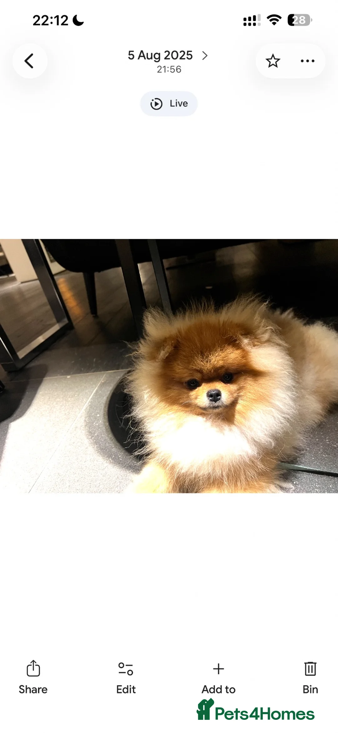 Pomeranian dogs for stud: 🐾 Handsome High-Pedigree Pomeranian Stud 🐾 in London - Advert 4