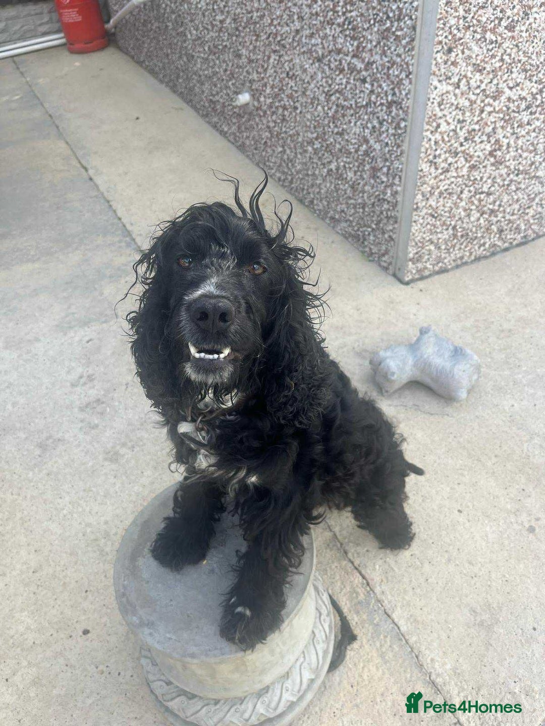 Cocker Spaniel dogs for sale: Cocker spaniel - Image 6
