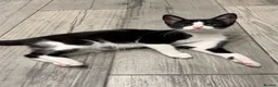 Mixed Breed cats for sale: Beautiful Female Kitten Seeking Loving Home in Romford - Advert 2