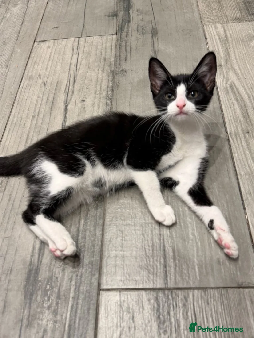 Mixed Breed cats for sale: Beautiful Female Kitten Seeking Loving Home in Romford - Advert 2