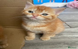 Mixed Breed cats for sale: Part Mainecoon Ginger Litter - Image 28