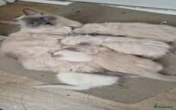 Ragdoll cats for sale: Gorgeous Ragdoll Kittens  - Image 18