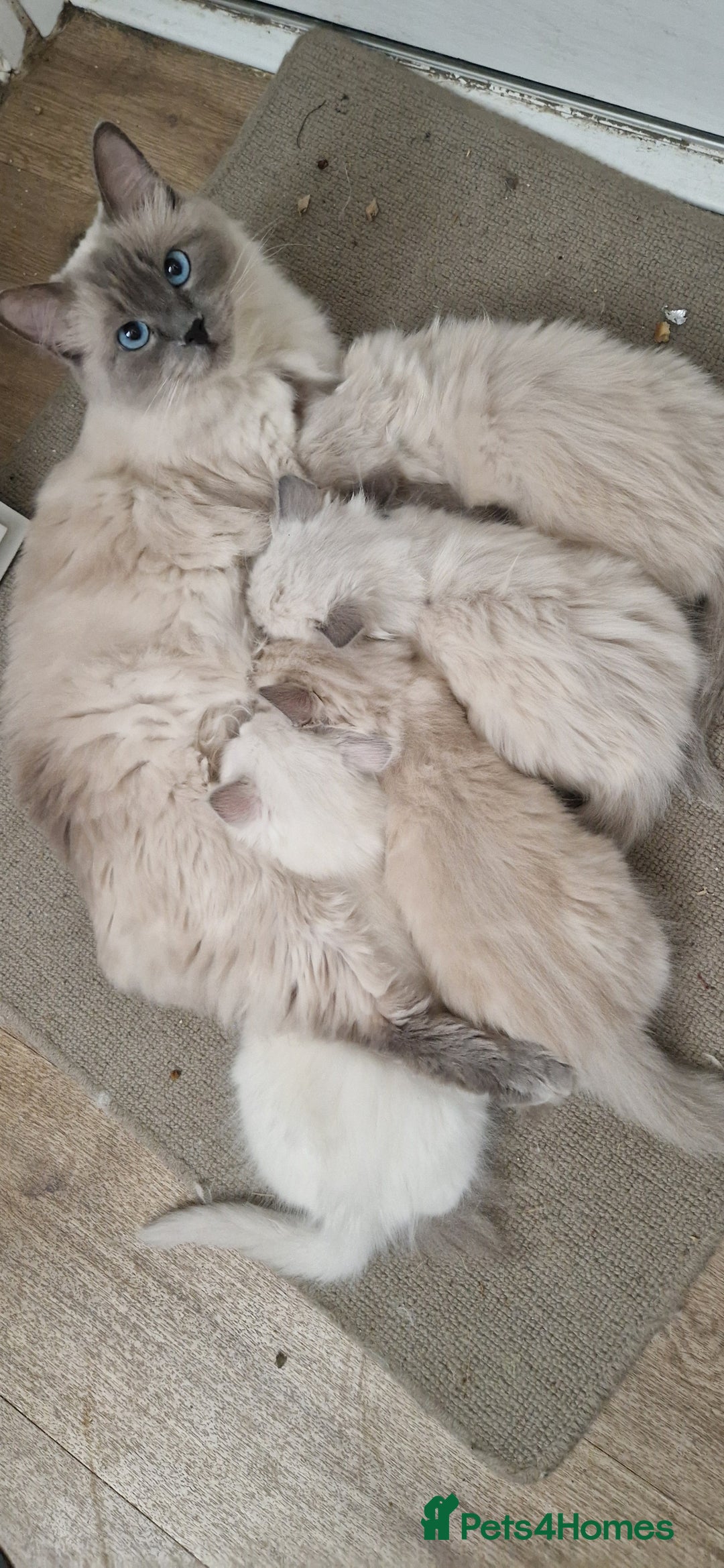 Ragdoll cats for sale: Gorgeous Ragdoll Kittens  - Image 18