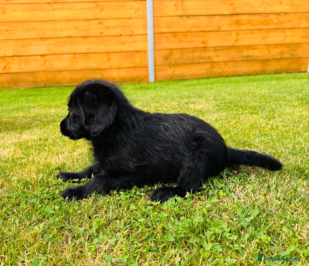 Labradoodle dogs for sale: F1 Labradoodle Babies 🐾🐾🐾 - Image 5
