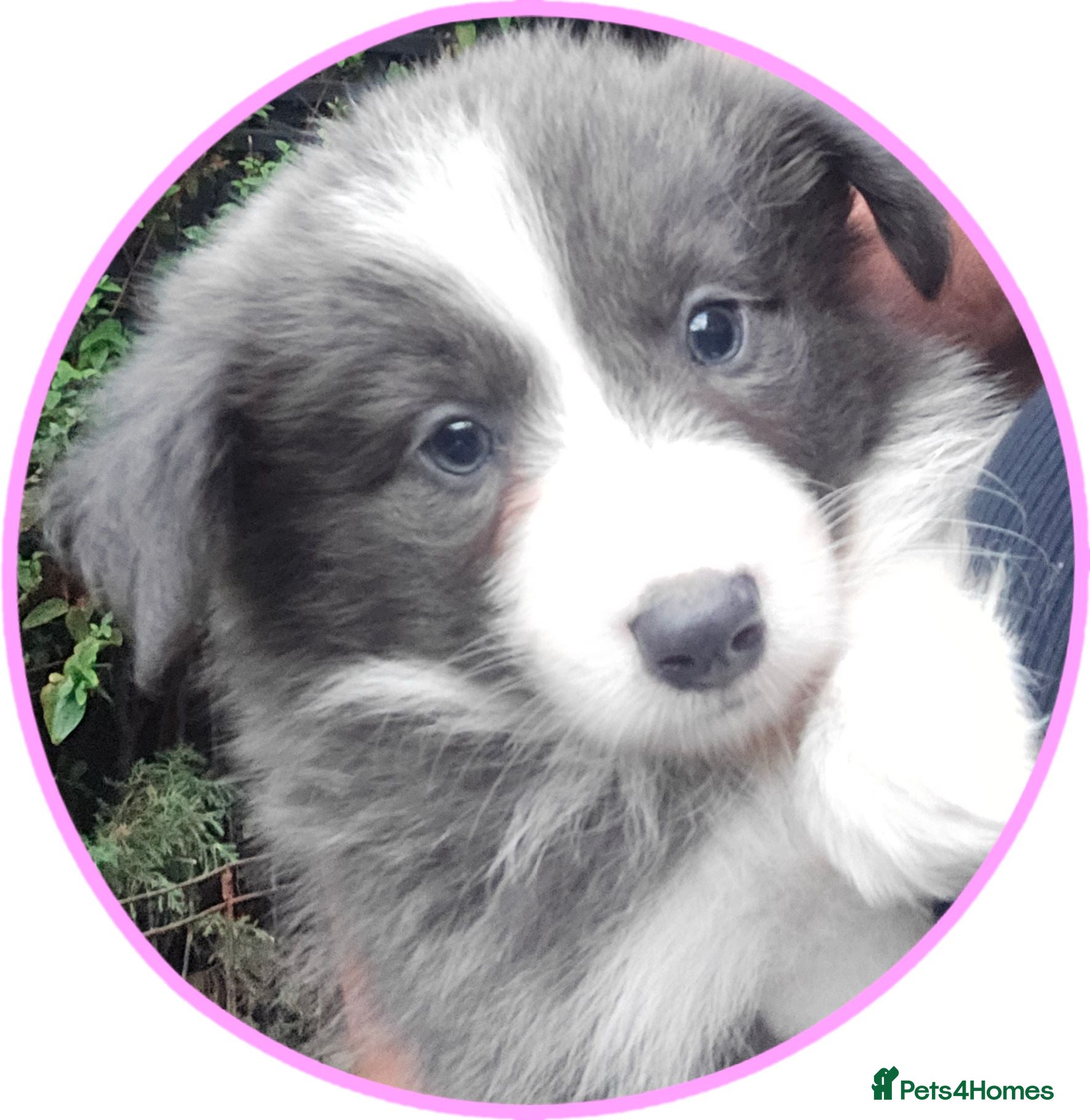 Border Collie dogs STUNNING HEALTH TESTED BORDER COLLIES - Advert 1